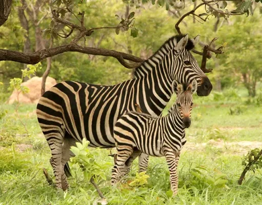 Discover the Wildlife of the Gambia