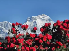 Sikkim in Bloom: A Quiet Himalayan Journey with Shakti Sikkim