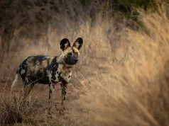 Africa’s Endangered Wild Dogs Gain Ground Through Conservation Collaboration