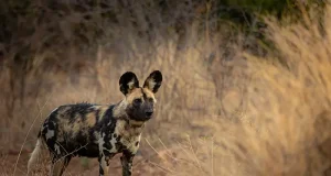 Africa’s Endangered Wild Dogs Gain Ground Through Conservation Collaboration