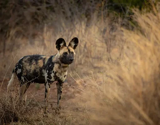 Africa’s Endangered Wild Dogs Gain Ground Through Conservation Collaboration