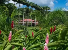 Martinique in Bloom: Gardens, Mangroves and the Island’s Living Landscapes