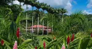 Martinique in Bloom: Gardens, Mangroves and the Island’s Living Landscapes