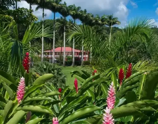 Martinique in Bloom: Gardens, Mangroves and the Island’s Living Landscapes