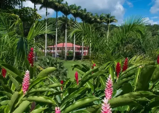 Martinique Tourism Authority flowers copy