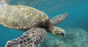 Why the Galapagos Remains Earth’s Greatest Adventure