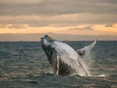 Nobu Hotel Los Cabos Launches “Majestic Migration” Package for Luxury Whale Watching