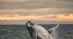 Nobu Hotel Los Cabos Launches “Majestic Migration” Package for Luxury Whale Watching
