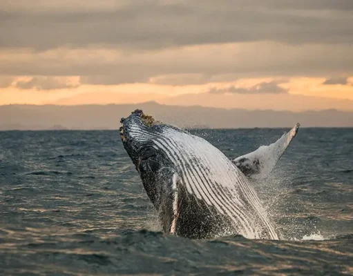 Nobu Hotel Los Cabos Launches “Majestic Migration” Package for Luxury Whale Watching