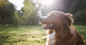 Signs Your Dog Trusts You and Tips for Strengthening Your Bond