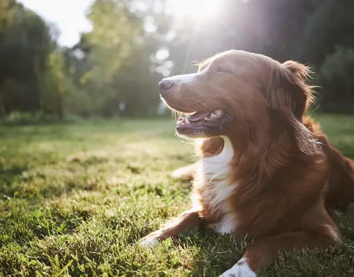 Signs Your Dog Trusts You and Tips for Strengthening Your Bond