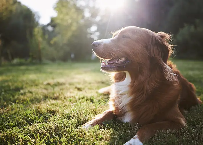 portrait-happy-dog-countryside-nova-scotia-duck-tolling-retriever-meadow-sunset copy