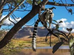Luxury Travel in Madagascar: Exploring One of the World’s Last Untouched Frontiers