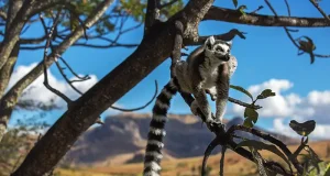 Luxury Travel in Madagascar: Exploring One of the World’s Last Untouched Frontiers