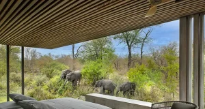 Cheetah Plains Announces Strategic Leadership Appointments