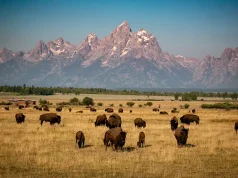 Double the Adventure: BOGO U.S. National Park Trips to Take Now