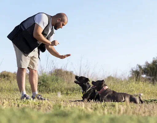 Expert Picks for the Best Dog Training Treat Brands