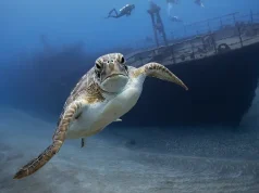 Two Caribbean Islands Where You Can Swim With Sea Turtles—Responsibly