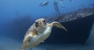 Two Caribbean Islands Where You Can Swim With Sea Turtles—Responsibly