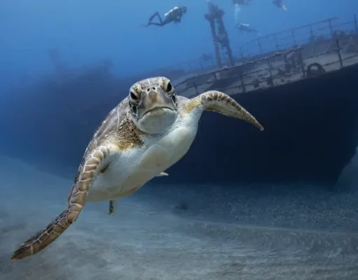Two Caribbean Islands Where You Can Swim With Sea Turtles—Responsibly