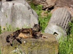 ArcheoRunning Launches New Cats of Rome Tour