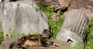 ArcheoRunning Launches New Cats of Rome Tour