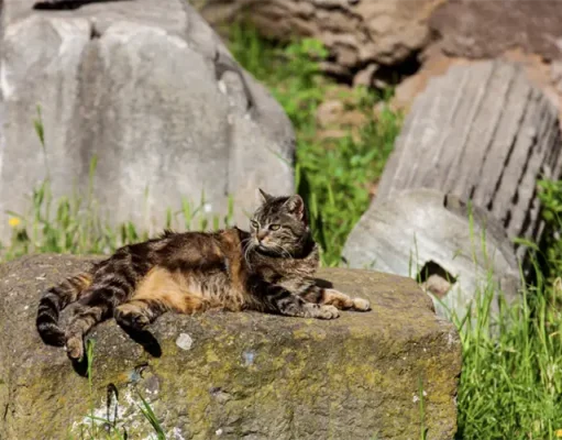 ArcheoRunning Launches New Cats of Rome Tour