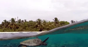 Meet the Resident Sea Turtles of Eri Maldives