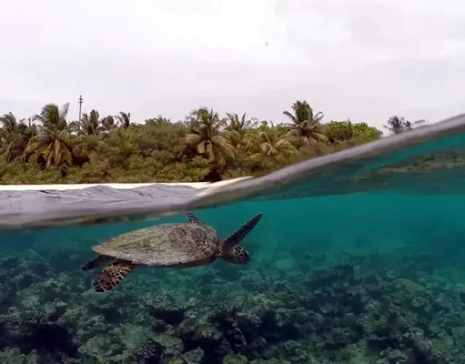 Meet the Resident Sea Turtles of Eri Maldives