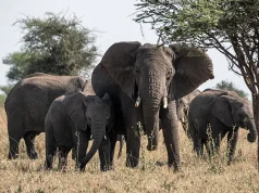 A New Safari Camp in Tanzania Is Redefining Wilderness Dining