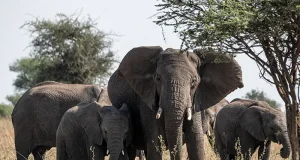 A New Safari Camp in Tanzania Is Redefining Wilderness Dining