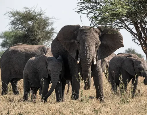 A New Safari Camp in Tanzania Is Redefining Wilderness Dining