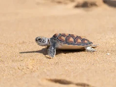 Luxury Resorts Making a Difference for Sea Turtle Conservation