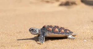 Luxury Resorts Making a Difference for Sea Turtle Conservation