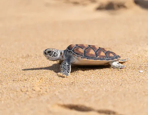 Luxury Resorts Making a Difference for Sea Turtle Conservation