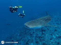 Maldives: Surprise Sighting of Whale Shark Near Kandooma