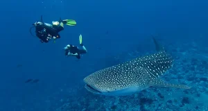 Maldives: Surprise Sighting of Whale Shark Near Kandooma