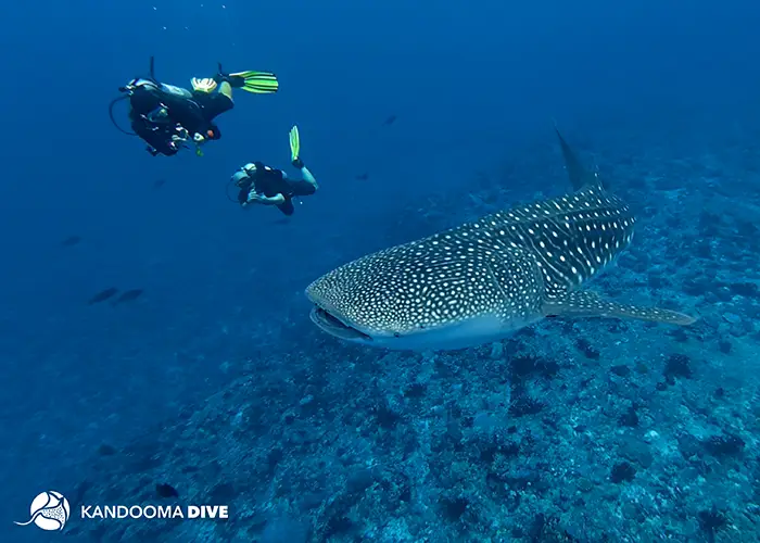 Holiday_Inn_Resort_Kandooma_Maldives_1750801_Kandooma_Whaleshark_and_divers_WS5 copy