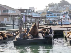 San Francisco’s Newest Celebrity Is a 2,000-Pound Sea Lion Named Chonkers
