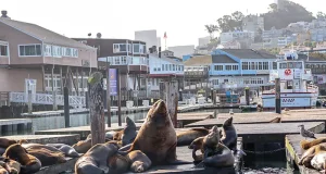 San Francisco’s Newest Celebrity Is a 2,000-Pound Sea Lion Named Chonkers