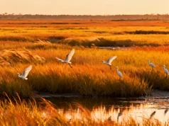 Why the South Carolina Coast is One of the Most Alive Places in America