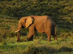 Tarangire National Park: Tanzania’s Elephant Paradise and Hidden Gem