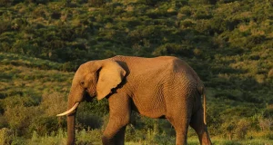 Tarangire National Park: Tanzania’s Elephant Paradise and Hidden Gem