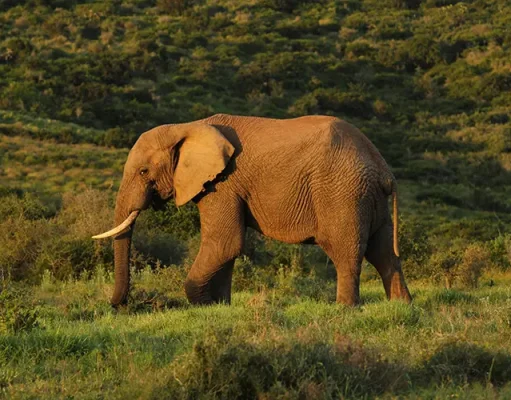 Tarangire National Park: Tanzania’s Elephant Paradise and Hidden Gem