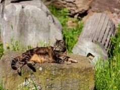 Rome’s Secret Residents: Discover the Eternal City Through Its Legendary Cats