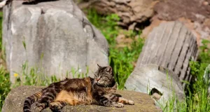 Rome’s Secret Residents: Discover the Eternal City Through Its Legendary Cats