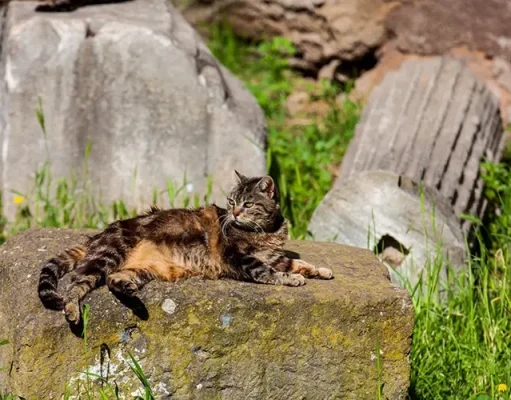 Rome’s Secret Residents: Discover the Eternal City Through Its Legendary Cats