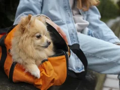 What to Pack in Your Pet’s Travel Bag: Essentials for a Stress-Free Trip