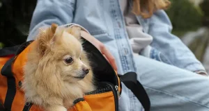 What to Pack in Your Pet’s Travel Bag: Essentials for a Stress-Free Trip