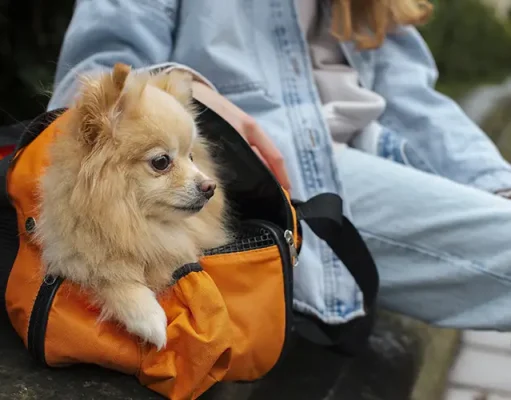 What to Pack in Your Pet’s Travel Bag: Essentials for a Stress-Free Trip